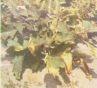 Patlıcan bitkisinde solgunluk.